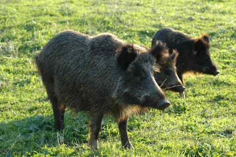 Scontro con cinghiale, auto ko