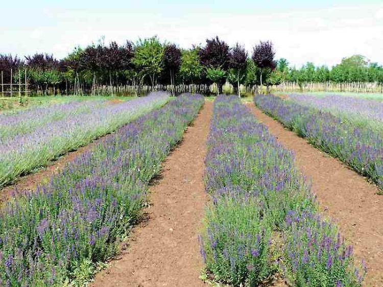 Terza festa della lavanda