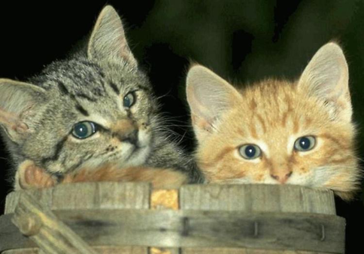 I gatti sono randagi e devono restare liberi