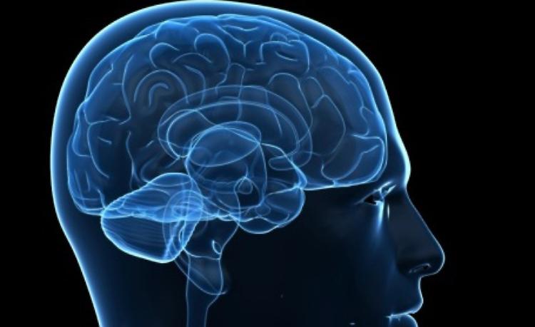 Il cervello umano e il progetto per il futuro, se ne parla in Sala Maffei
