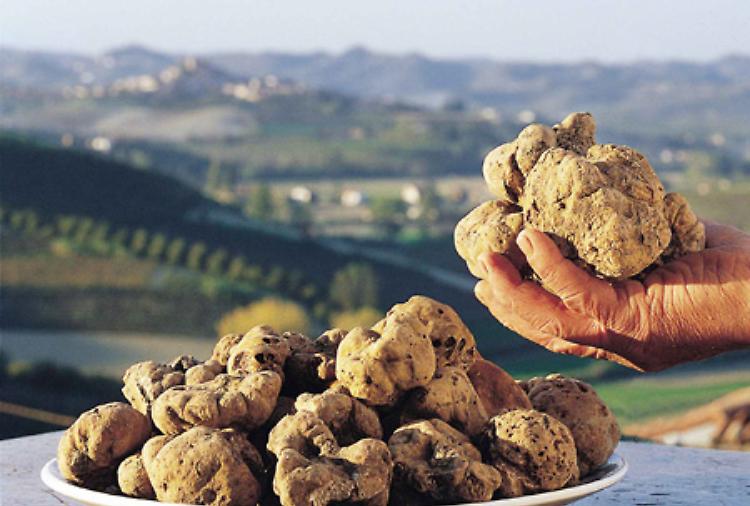 Tartufo Estivo