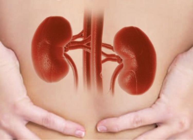 Consulenze con il nefrologo gioved&igrave; 12 marzo