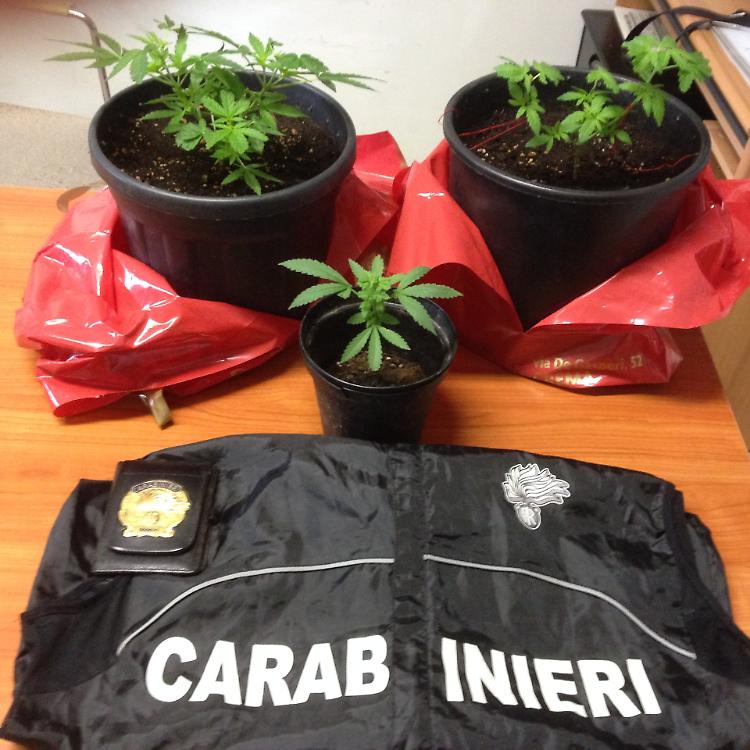 Coltiva cannabis in casa, arrestato 26enne