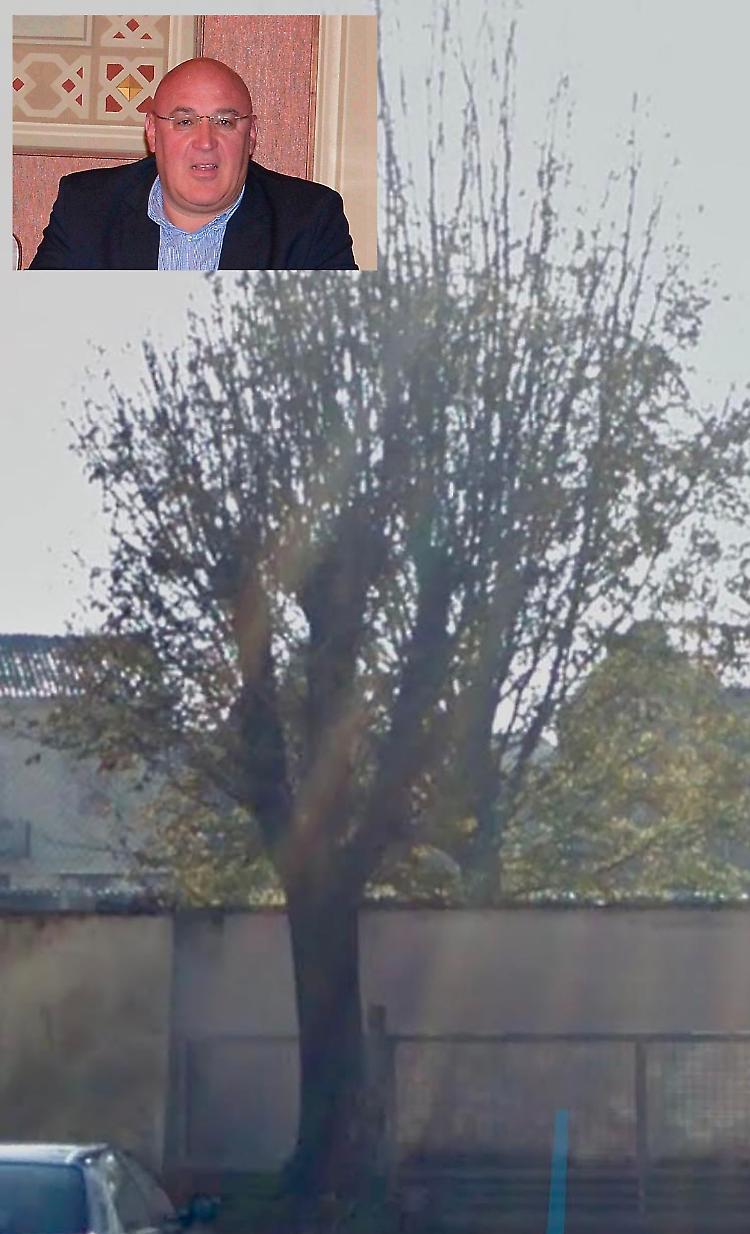 Ferroni: salviamo l'ippocastano di via Trieste