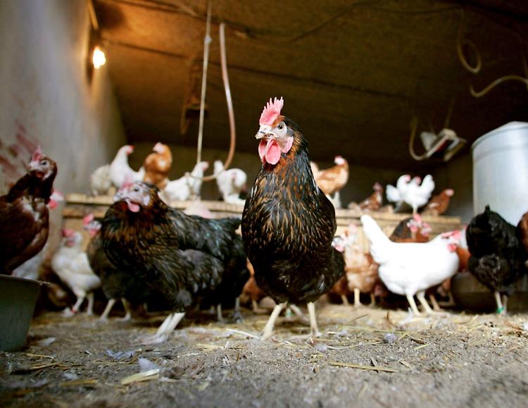 Aviaria in una cascina, morti settanta animali