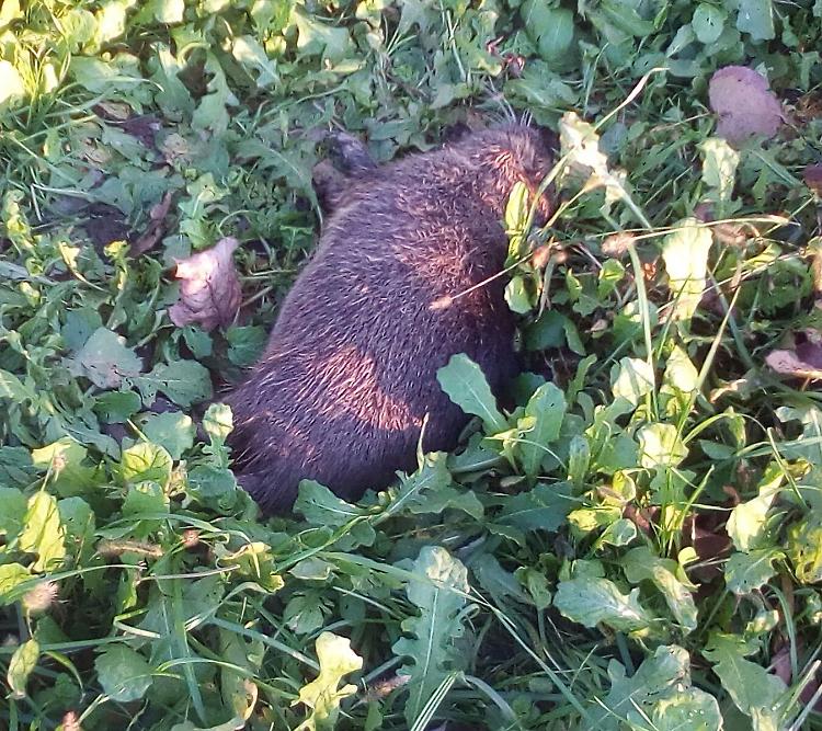 Bocconi avvelenati in campagna, strage di anatre e fagiani
