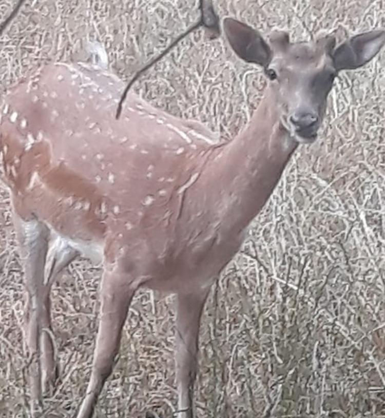 Parco, polemica sui daini. Legambiente: "Solo allarmismo"