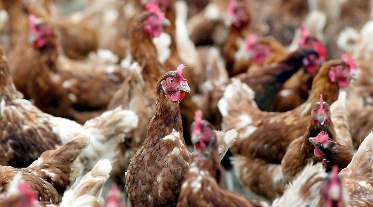 Salmonella: distrutte le uova e mille galline abbattute