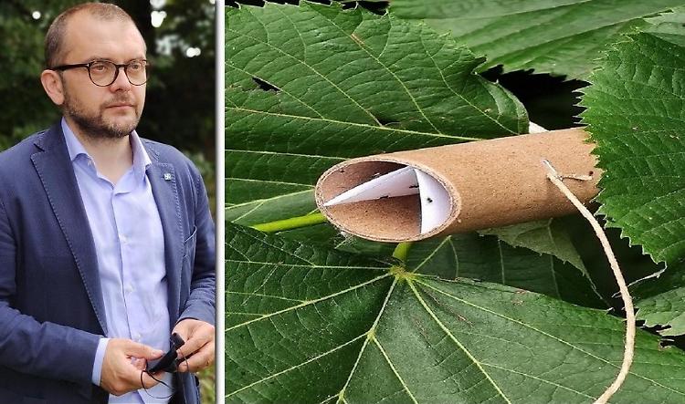 Lotta a cimice asiatica: Rolfi a primo lancio di vespa samurai