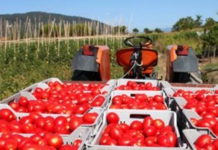 Pomodoro da industria: il Ministero accoglie le segnalazioni di Confagricoltura