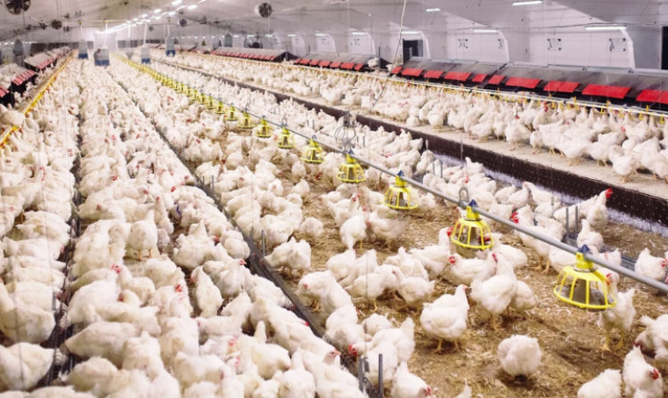 Levata di Grontardo, primo caso di aviaria in un allevamento di polli