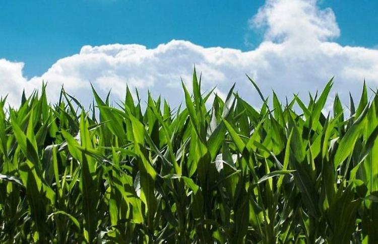 Cereali: la Commissione europea apre la strada a una maggiore produzione