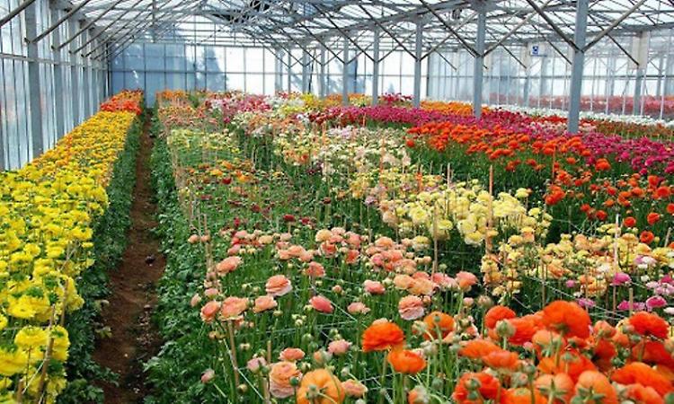 Euroflora 2022: eventi, colori e profumi per rilanciare il florovivaismo nazionale
