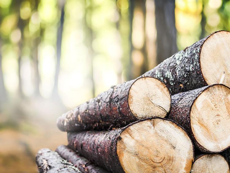 Foreste e legno, Confagricoltura: ricchezza italiana incompresa