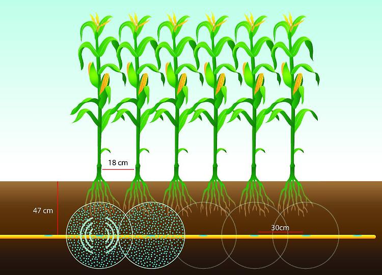 Agricoltura: nasce Underdrip, sub-irrigazione di precisione
