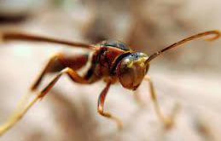 Rilasciate altre vespe samurai contro la cimice asiatica