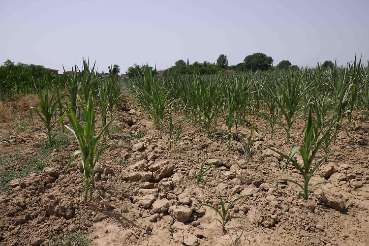 Siccit&agrave;, Giansanti: &laquo;Il Governo dichiari lo stato d&rsquo;emergenza&raquo;