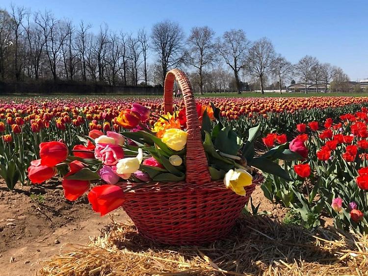 Tulipani al castello di Malpaga