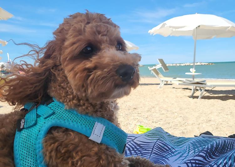 Estate con i propri animali domestici: inviate le foto al giornale