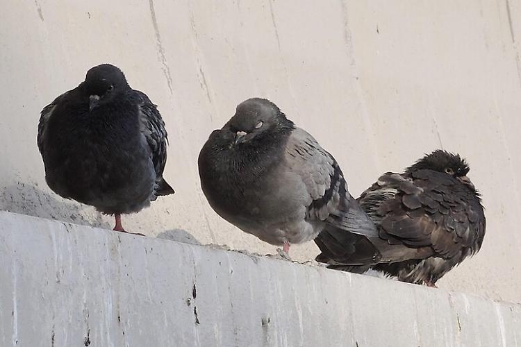 Caso piccioni, guano e parassiti infestano il Comune