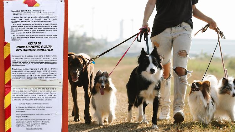 I bisogni del cane sul muro di casa: «Ora denuncio i padroni»