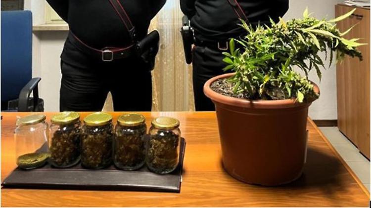 Una pianta di canapa e 200 grammi di marijuana in casa, denunciato