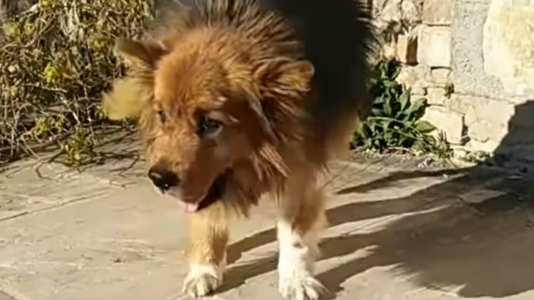 Investito da un'auto, Bombo ritorna a camminare