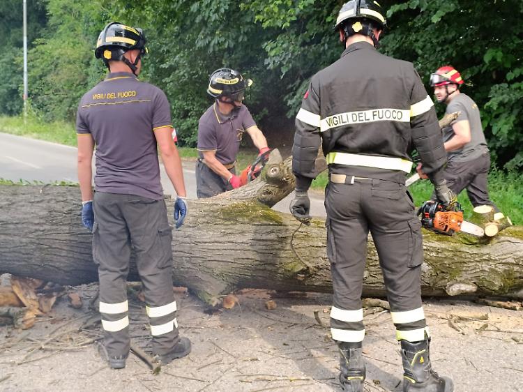 Una grossa pianta frana in via Brescia, strada chiusa