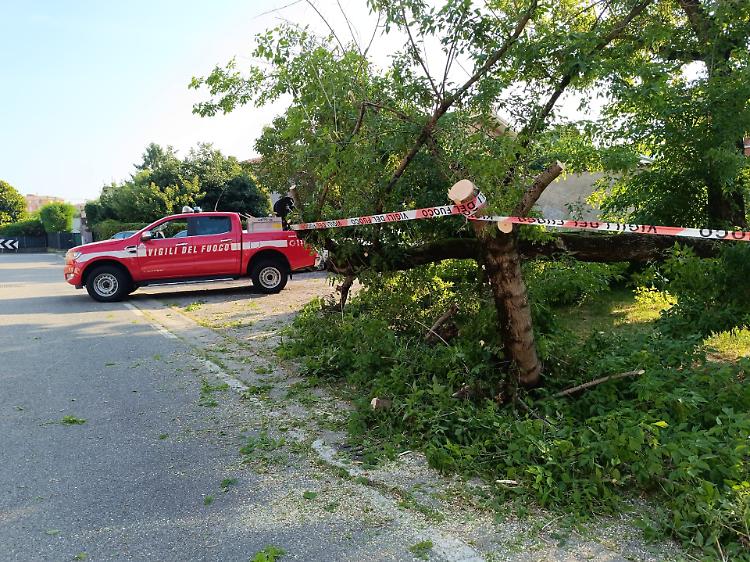 Albero caduto in via Lago Gerundo, intervento dei vigili del fuoco