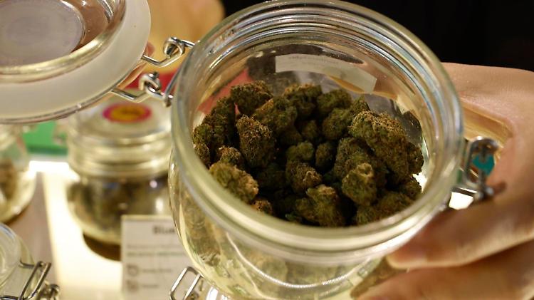 Stop alla cannabis light, produttori e negozianti ora appesi a un filo