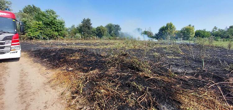 Carbonizzate 1.300 piante, l'ombra dell'incendio doloso