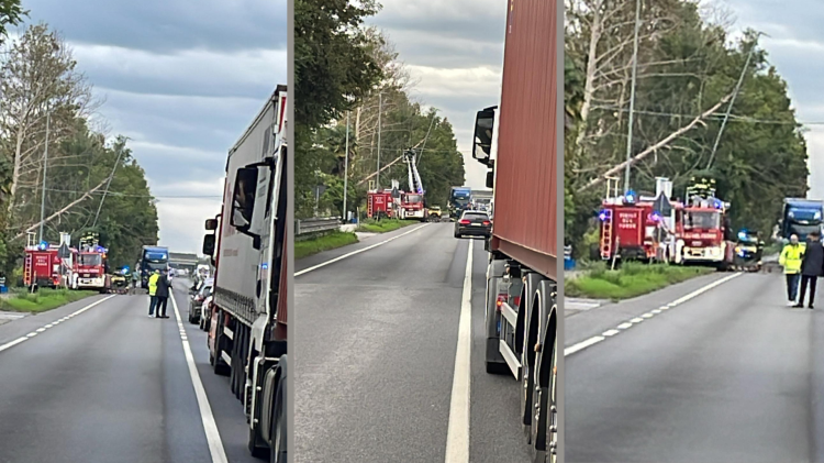 Albero caduto in via Mantova, traffico in tilt