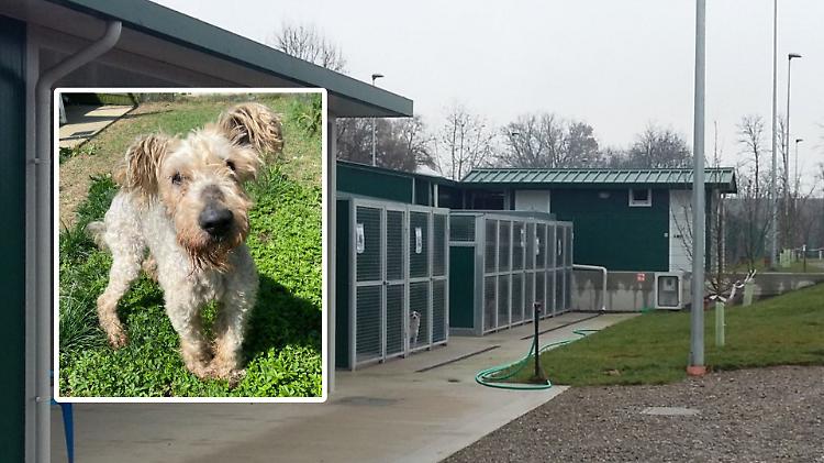 Una nuova casa anche per i cani anziani