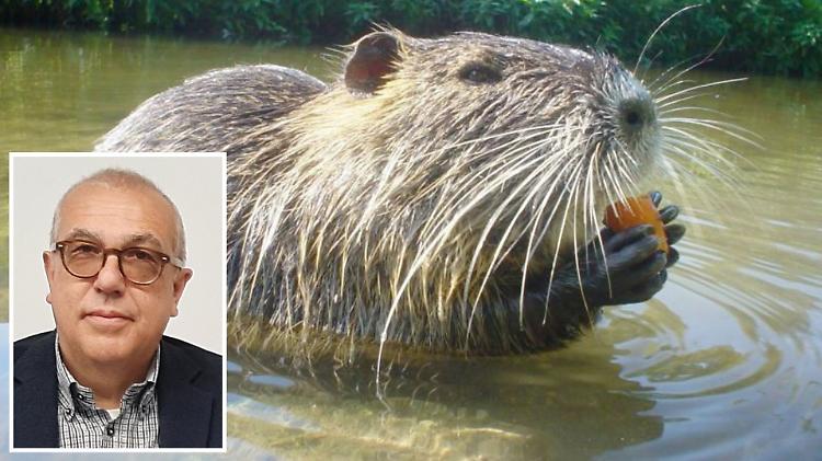 San Carlo, Il quartiere avrà le sue gabbie anti-nutrie