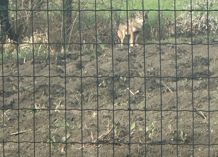 Lupo avvistato a Monticelli d’Ongina: preoccupazione per gli animali domestici