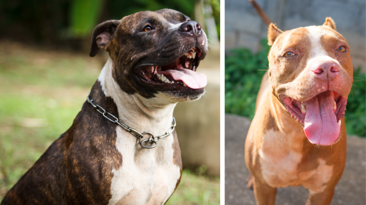 Pitbull, boom di rinunce: &laquo;Quasi 50 di grossa taglia da adottare&raquo;