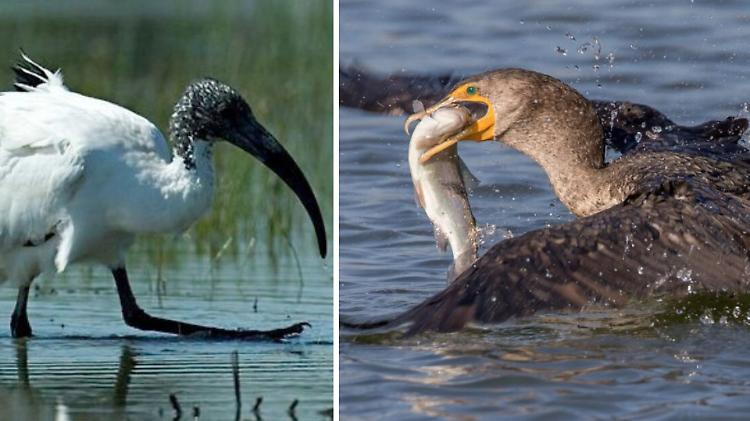 Piaga ibis e cormorani, fauna ittica decimata