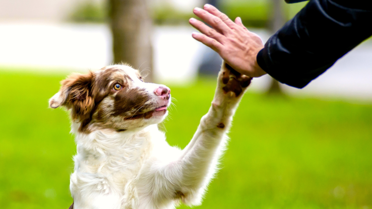Giornata mondiale del cane, amore e lealt&agrave; a quattro zampe