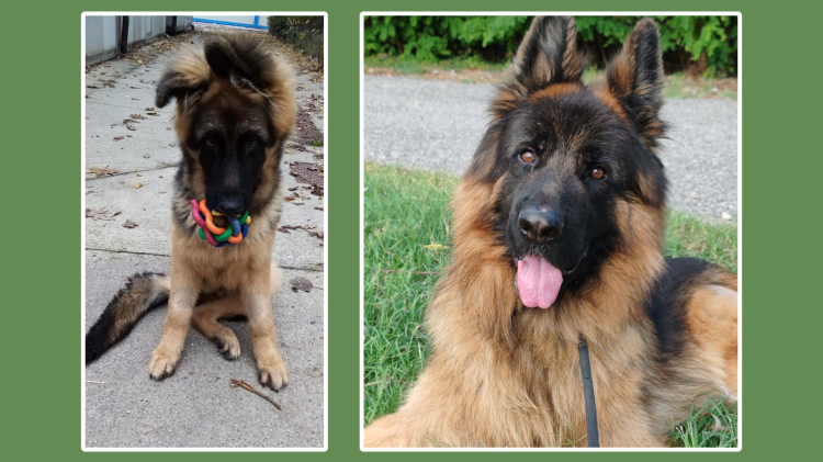 La storia di Hope, il pastore che cerca casa