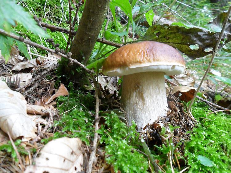 Serata tematica su "Funghi dal vero"