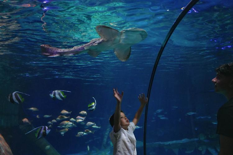 Gardaland SEA LIFE celebra la Giornata della Gentilezza con talk sugli squali e installazioni LEGO&reg;