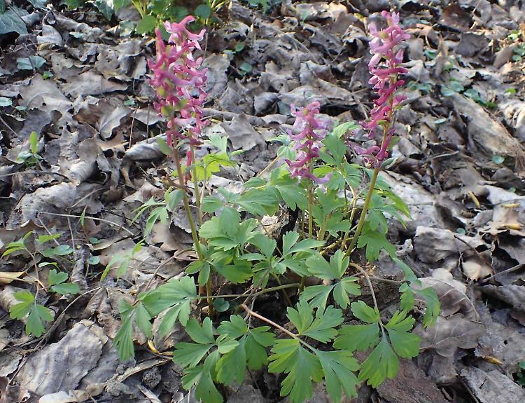 Bosco Didattico: la prima apertura domenicale 