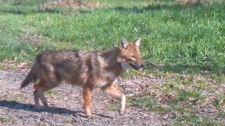 Lungo l&rsquo;Oglio c&rsquo;&egrave; lo sciacallo dorato